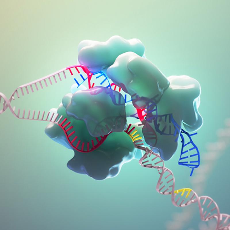 CRISPR CAS ENZYME PROCESS