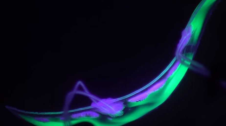 Image Credit: https://www.youtube.com/watch?v=oiY7eXDH-XY&ab_channel=RealScience